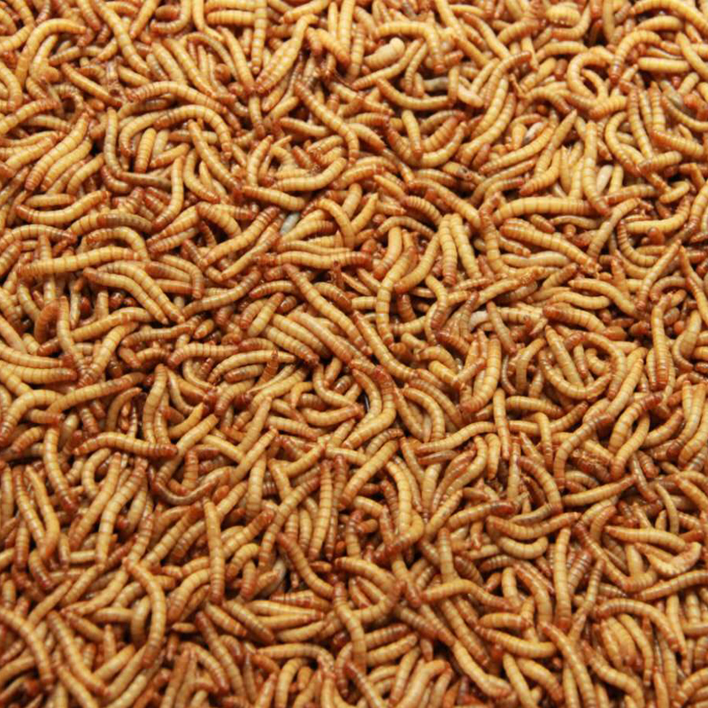 Microwave Dried Mealworms For SaleWild Bird Food 